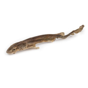 RAW RAW Sea Snacks Žralok máčka celý